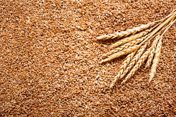 МСХ США сохранил прогноз на урожай и экспорт пшеницы из России